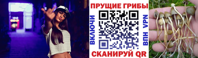 Галлюциногенные грибы мицелий  купить наркотик  Нижний Новгород 